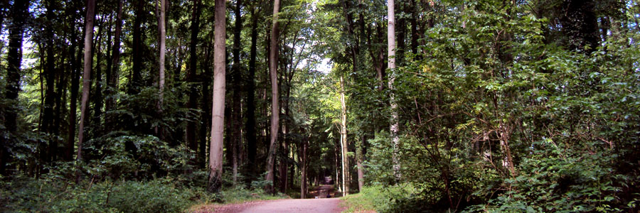 Waldweg an der Ostsee